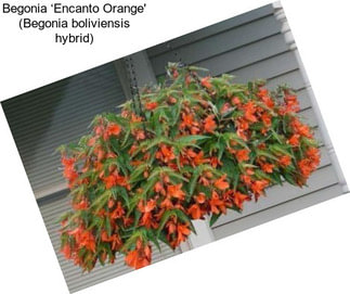 Begonia ‘Encanto Orange\' (Begonia boliviensis hybrid)