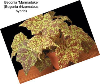 Begonia ‘Marmaduke\' (Begonia rhizomatous hybrid)