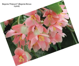 Begonia ‘Potpourri\'\' (Begonia fibrous hybrid)
