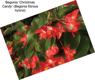 Begonia ‘Christmas Candy\' (Begonia fibrous hybrid)
