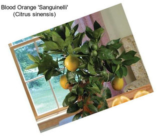 Blood Orange \'Sanguinelli\' (Citrus sinensis)