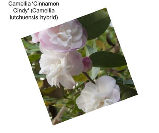 Camellia ‘Cinnamon Cindy\' (Camellia lutchuensis hybrid)