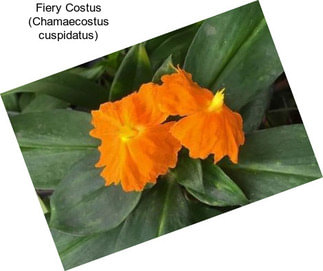 Fiery Costus (Chamaecostus cuspidatus)