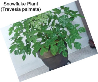 Snowflake Plant (Trevesia palmata)