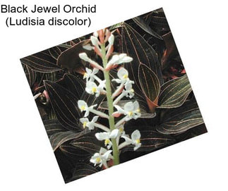 Black Jewel Orchid (Ludisia discolor)