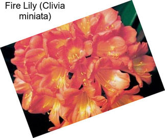 Fire Lily (Clivia miniata)