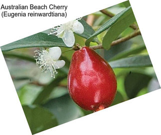 Australian Beach Cherry (Eugenia reinwardtiana)