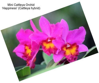 Mini Cattleya Orchid ‘Happiness\' (Cattleya hybrid)