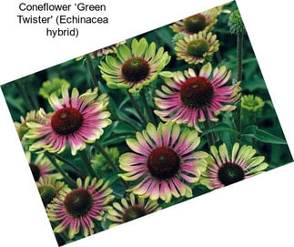 Coneflower ‘Green Twister\' (Echinacea hybrid)