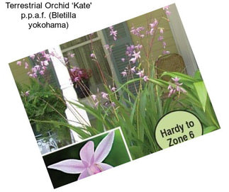 Terrestrial Orchid ‘Kate\' p.p.a.f. (Bletilla yokohama)