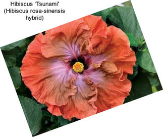 Hibiscus ‘Tsunami\' (Hibiscus rosa-sinensis hybrid)