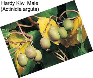 Hardy Kiwi Male (Actinidia arguta)