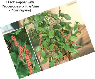 Black Pepper with Peppercorns on the Vine (Piper nigrum)