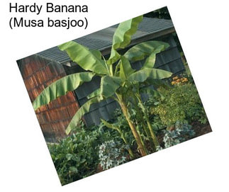 Hardy Banana (Musa basjoo)