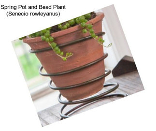 Spring Pot and Bead Plant (Senecio rowleyanus)