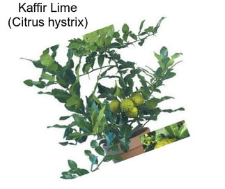 Kaffir Lime (Citrus hystrix)