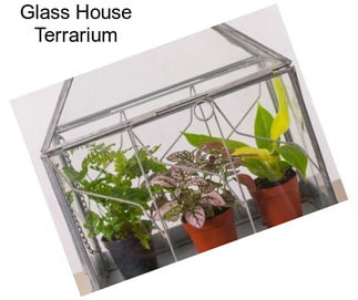 Glass House Terrarium