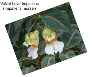 Velvet Love Impatiens (Impatiens morsei)