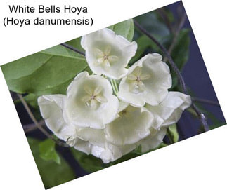 White Bells Hoya (Hoya danumensis)