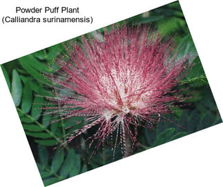Powder Puff Plant (Calliandra surinamensis)