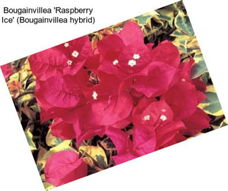 Bougainvillea \'Raspberry Ice\' (Bougainvillea hybrid)