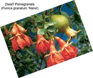Dwarf Pomegranate (Punica granatum ‘Nana\')