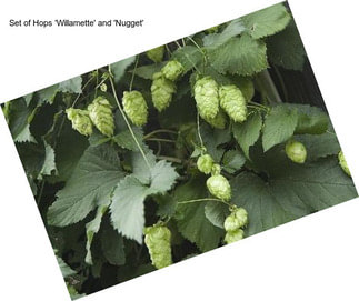 Set of Hops \'Willamette\' and \'Nugget\'