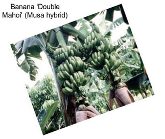 Banana ‘Double Mahoi\' (Musa hybrid)