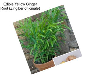 Edible Yellow Ginger Root (Zingiber officinale)