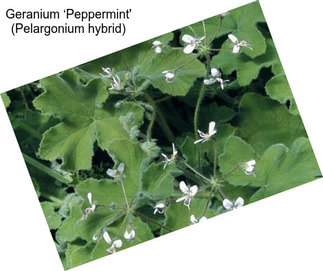 Geranium ‘Peppermint\' (Pelargonium hybrid)