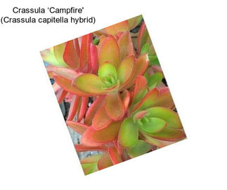 Crassula ‘Campfire\' (Crassula capitella hybrid)