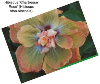 Hibiscus ‘Chartreuse Rose\' (Hibiscus rosa-sinensis)