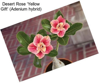 Desert Rose ‘Yellow Gift\' (Adenium hybrid)