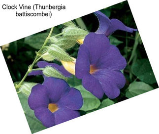 Clock Vine (Thunbergia battiscombei)