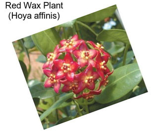 Red Wax Plant (Hoya affinis)