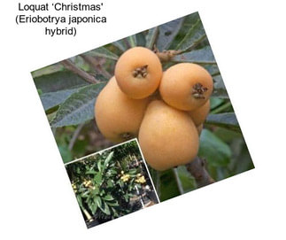 Loquat ‘Christmas\' (Eriobotrya japonica hybrid)