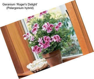 Geranium ‘Roger\'s Delight\' (Pelargonium hybrid)