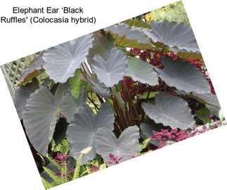 Elephant Ear ‘Black Ruffles\' (Colocasia hybrid)