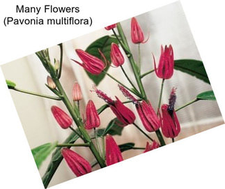 Many Flowers (Pavonia multiflora)