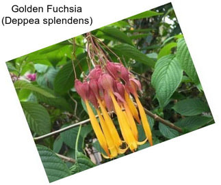 Golden Fuchsia (Deppea splendens)