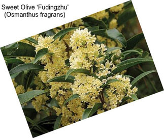 Sweet Olive ‘Fudingzhu\' (Osmanthus fragrans)