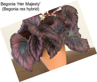 Begonia ‘Her Majesty\' (Begonia rex hybrid)