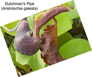 Dutchman\'s Pipe (Aristolochia galeata)