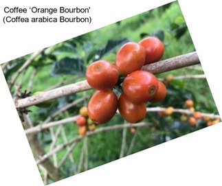 Coffee ‘Orange Bourbon\' (Coffea arabica Bourbon)