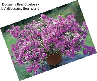 Bougainvillea ‘Blueberry Ice\' (Bougainvillea hybrid)
