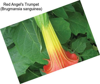 Red Angel\'s Trumpet (Brugmansia sanguinea)