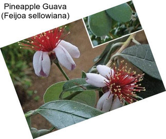 Pineapple Guava (Feijoa sellowiana)
