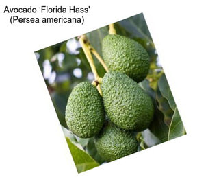 Avocado ‘Florida Hass\' (Persea americana)