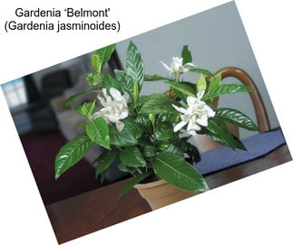 Gardenia ‘Belmont\' (Gardenia jasminoides)
