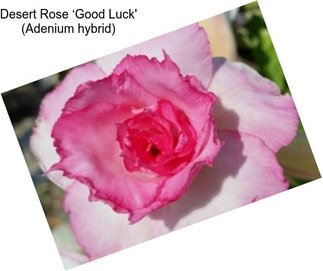 Desert Rose ‘Good Luck\' (Adenium hybrid)